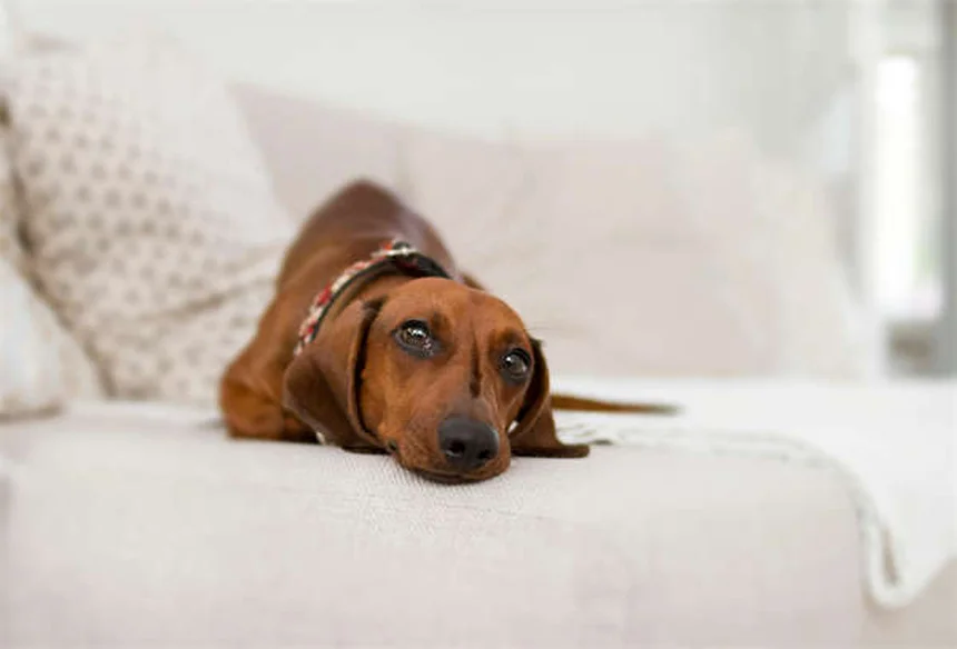 Bravecto® for Dogs & Cats: Flea & Tick Protection That Works
