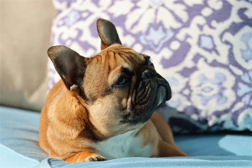 How to Find a Lost Cat: 10 Proven Steps to Bring Your Pet Home