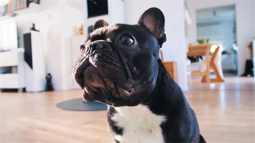 How to Pet a Dog Properly: 5 Expert Tips for Safe Interactions
