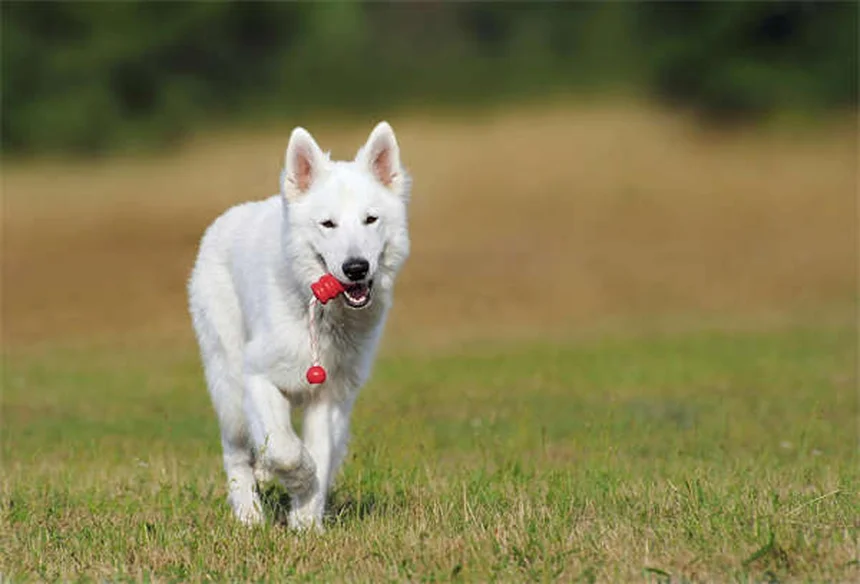 5 Signs Your Dog Is Having a Panic Attack (And How to Help)