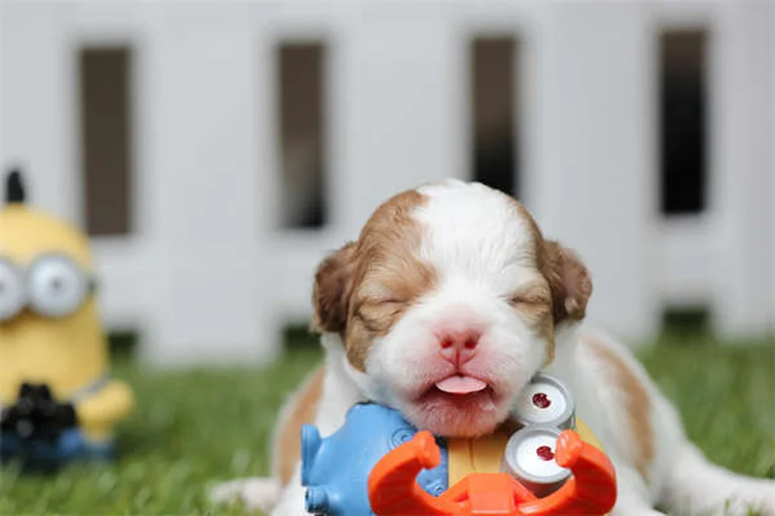 Dog Eye Discharge: 5 Types & When to See a Vet